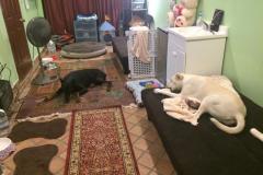 fays-loving-pet-care-dog-cat-boarding-care-tarzana-ca-12