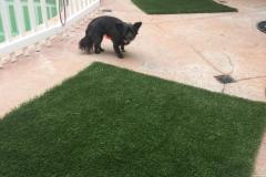 fays-loving-pet-care-dog-cat-boarding-care-tarzana-ca-25